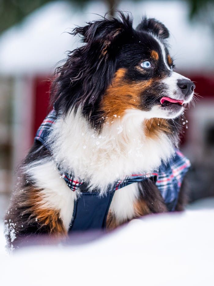 Charming Australian Shepherd in winter attire, standing in snow.