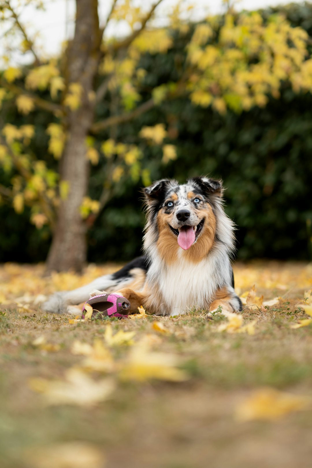 white-black-and-brown-long-coated-dog-lying-on-ground-during-daytime-2nrrozpbzvc
